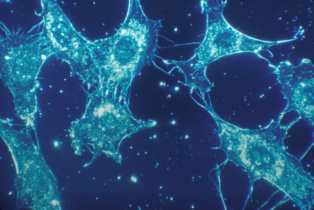 Granica życia: moment, w którym biologia przestaje dawać prostą odpowiedź